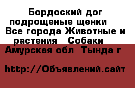 Бордоский дог подрощеные щенки.  - Все города Животные и растения » Собаки   . Амурская обл.,Тында г.